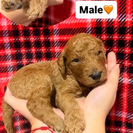 Orange - Red  male Goldendoodle puppy in Naples, Florida from Goldendoodles Of Naples