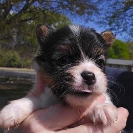 Girl 1 - White black and tan female Papillon puppy in Forest City, North Carolina from Eastern Papillions