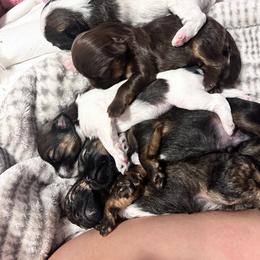 Shihpoo and Shih Tzu Puppies from Angel babies