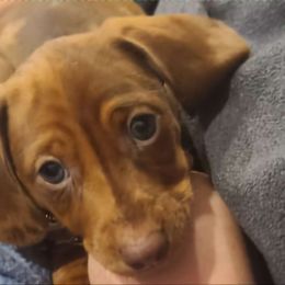 Daisy - Dachshund