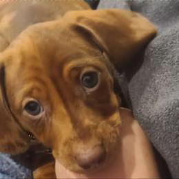Daisy - Dachshund