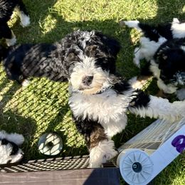 Light purple girl tri - Tri-color female Bernedoodle puppy in Lake, Michigan from 3 King Doodles & Poodles