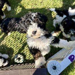 Light purple girl tri - Tri-color female Bernedoodle puppy in Lake, Michigan from 3 King Doodles & Poodles