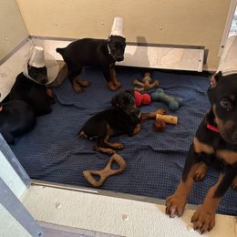 Doberman Pinscher Puppies from Cover Vogue Dobermans