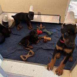 Doberman Pinscher Puppies from Cover Vogue Dobermans