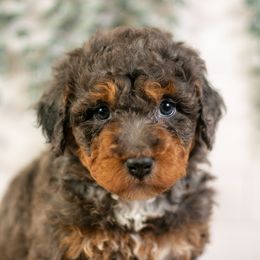 Tuesday - Gorgeous Phantom Blue Merle Male - F1b Medium Bernedoodle with Curly Coat - Blue merle male Bernedoodle puppy in Eureka, Illinois from Joley Aire Family Dogs