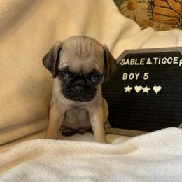 Boy 5 - Fawn male Pug puppy in Norborne, Missouri from Pug Palace