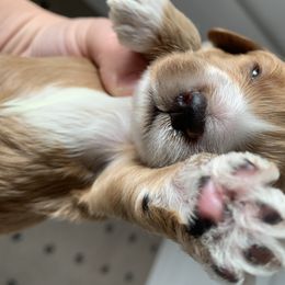 Cockapoo Puppies from ApplebyFarm