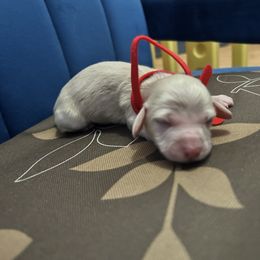 Girl 3 - Dachshund puppy from Bianka's Dackels