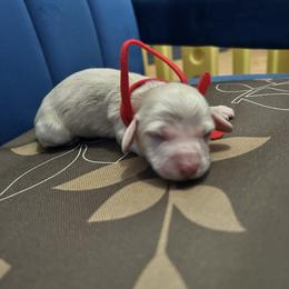 Girl 3 - Dachshund puppy from Bianka's Dackels