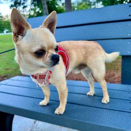 Toast - Chihuahua