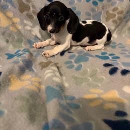 Alexandra - Piebald female Dachshund puppy in Conroe, Texas from Dots Dachshunds