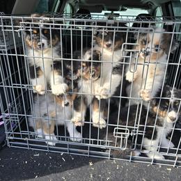Australian Shepherd Puppies from SolarStorm Australian Shepherds