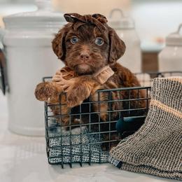 Bonnie - Chocolate female Goldendoodle puppy in Iola, Texas from Supreme Doodles of Texas
