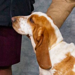 Dory - Basset Hound