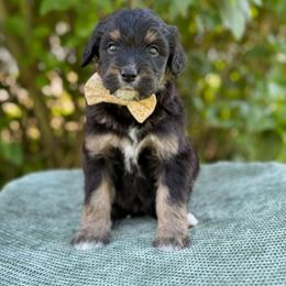 Josie - Phantom female Bernedoodle puppy in Bellville, Ohio from Bernedoodle Buddies