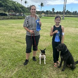 Rat Terrier Puppies from Haiku Rat Terriers