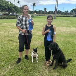 Rat Terrier Puppies from Haiku Rat Terriers