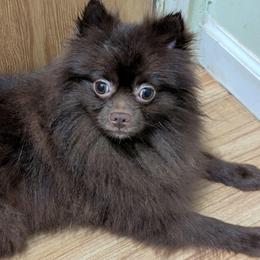 Coco - Pomeranian