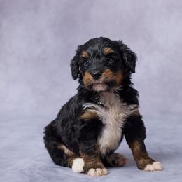 Dax - Tri-color male Bernedoodle puppy in Apple Creek, Ohio from Grandeur Valley Puppies