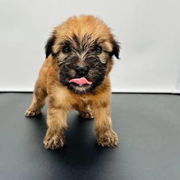 Pink - Wheaten female Soft Coated Wheaten Terrier puppy in The Colony, Texas from Wonderful Wheatens