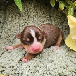 Polly - Red tri female Miniature Australian Shepherd puppy in Sandown, New Hampshire from Ashby Lou Aussies
