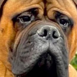 Bullmastiffs from Silverback Bullmastiffs