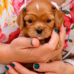 Sabine - Ruby female Cavalier King Charles Spaniel puppy in Greensboro, North Carolina from Hyde Park Cavaliers