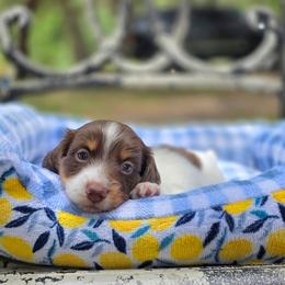 Fluffy - Piebald male Dachshund puppy in Lady Lake, Florida from K Rae's Dachshunds