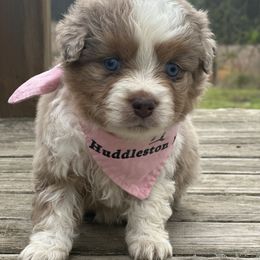 Poppy - Red merle Miniature Australian Shepherd puppy in Doddridge, Arkansas from Huddleston Farm