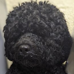 Gypsy - Portuguese Water Dog