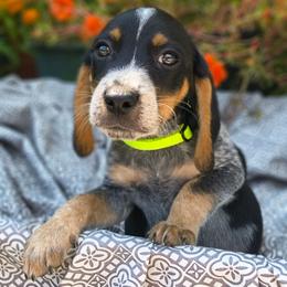 Carl Dean - Black tan and bluetick male Beagle puppy in Robbins, Tennessee from Orange Mountain Basset Hounds & Beagles