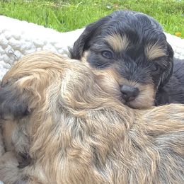 Boy 1 - Black and tan male Havapoo puppy in Medina, Ohio from Momma's Mastiffs