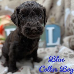 Bart - Chocolate male Australian Labradoodle puppy in Rhode Island from Highland Beach Labradoodles