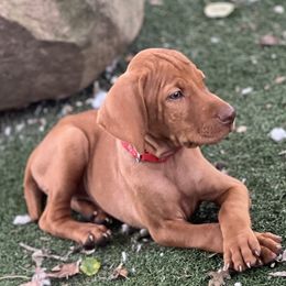 Red boy - Red golden male Vizsla puppy in Boaz, Alabama from MountainTop Vizslas