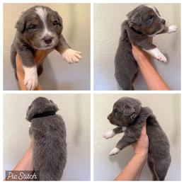 Black - Dilute blue male Australian Shepherd puppy in Iola, Texas from MK Aussies