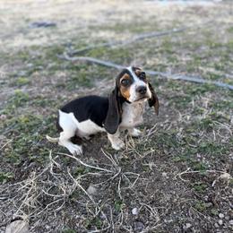 Banjo - Black brown and white male Basset Hound puppy in New Mexico from Long Dog Ranch