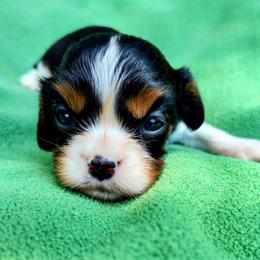 Tinkerbell - Tri-color female Cavalier King Charles Spaniel puppy in Soddy Daisy, Tennessee from Cocoa Cavaliers