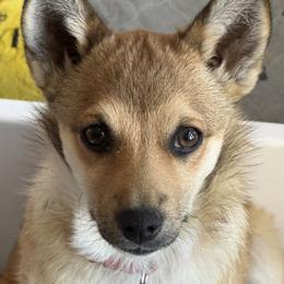 Runa - Reddish brown female Norwegian Lundehund puppy in Franktown, Colorado from Sakari Kennels
