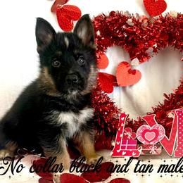 No collar - Black and tan male German Shepherd puppy in Canterbury, Connecticut from Nachtwaechter German Shepherds, LLC
