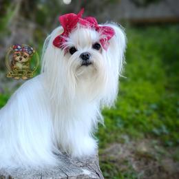 Skye - Maltese