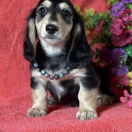 Biggie - Black and cream male Dachshund puppy in Lincoln, Arkansas from Red Dirt Dachshunds