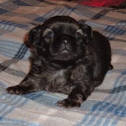 Pekingese from A&J Ranch