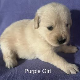 Purple Girl - Golden female Golden Retriever puppy in Sarasota, Florida from Chevaline Goldens