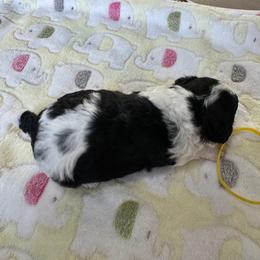 Girl 1 - Black female Havapoo puppy in Cedar Springs, Michigan from Pridespoodles