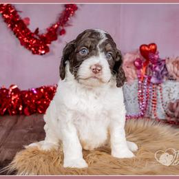 Pumba - Brown and white male Cockapoo puppy in Connersville, Indiana from Deaz Doodle Ranch