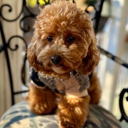 Maui - Goldendoodle
