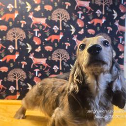 Happy - Cream male Dachshund puppy in Willard, Utah from Simply Sharing Love