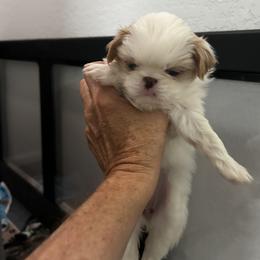 Japanese Chin Puppies from CindyLynnsChins