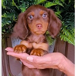 Roy - Chocolate and tan male Dachshund puppy in Phoenix, Arizona from AZ's Prestigious Minature Dachshunds
